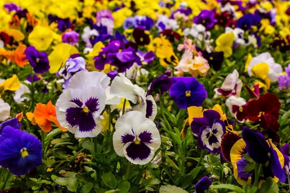 Pansy Mixed Flowers Seeds (Hybrid) - Terrace Gardening High Germination  Seeds (25 seeds) : Amazon.in: Garden & Outdoors