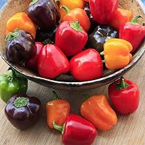 Park Seed Sweet Rainbow Mix Pepper Seeds