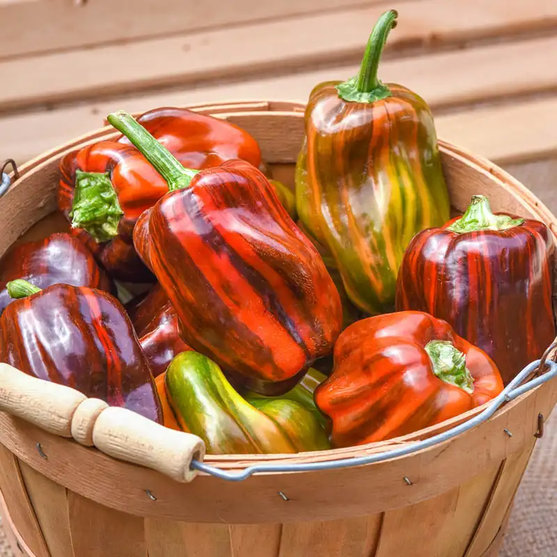 🌶️ Candy Cane Chocolate Cherry Bell Pepper Seeds