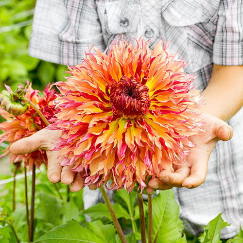 🔥Selected Large-flowered Varieties🌼Dahlia Seeds