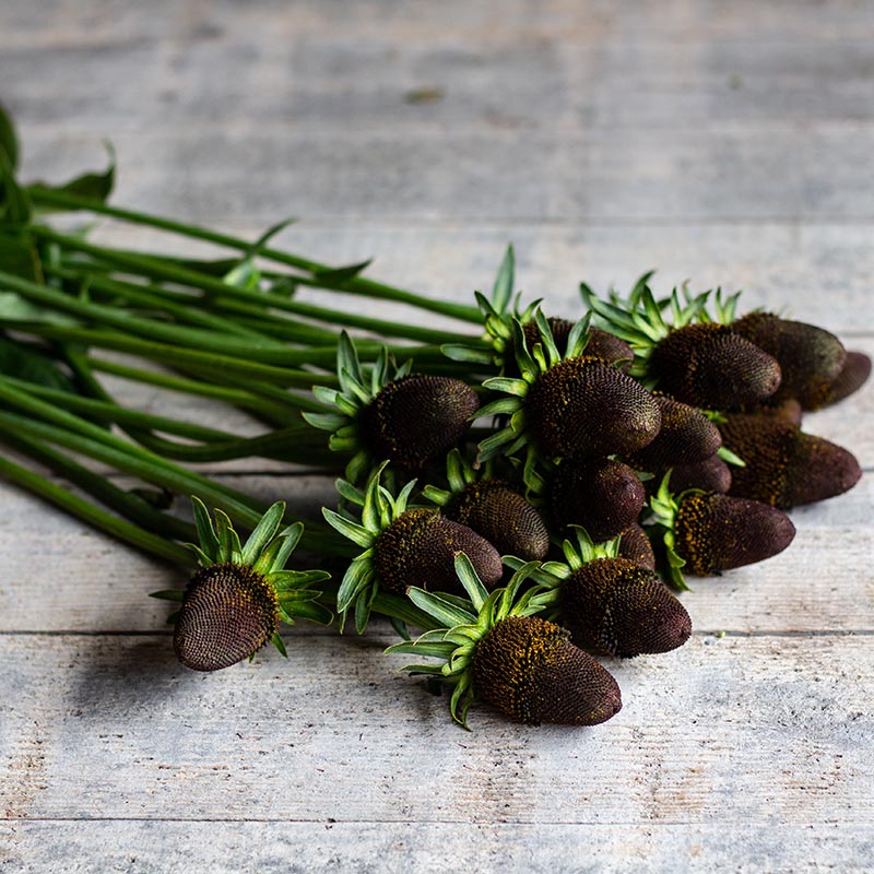 🌱 Green Wizard Rudbeckia Seeds - Unique, Stunning, and Easy-to-Grow Perennials