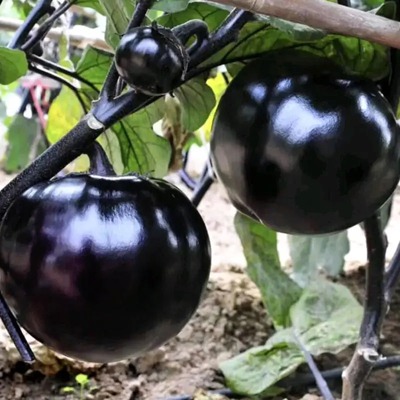 😲2024 New Variety🍆🖤Huge Black Round Eggplant Seeds