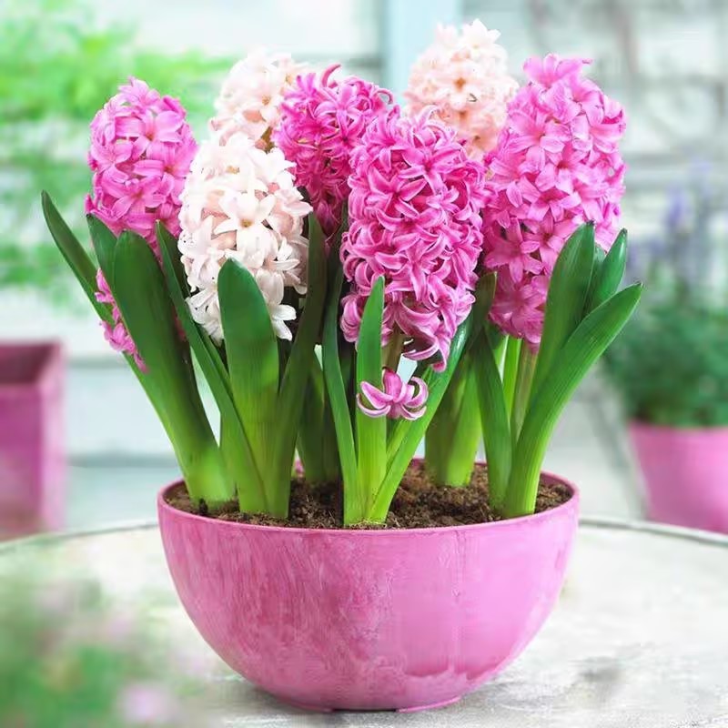 50pcs Hyacinth Seeds Mix Colors