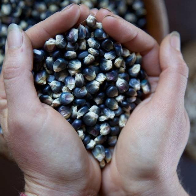 🌽 Blue Hopi Corn Seeds – A Unique Heritage Crop for Your Garden