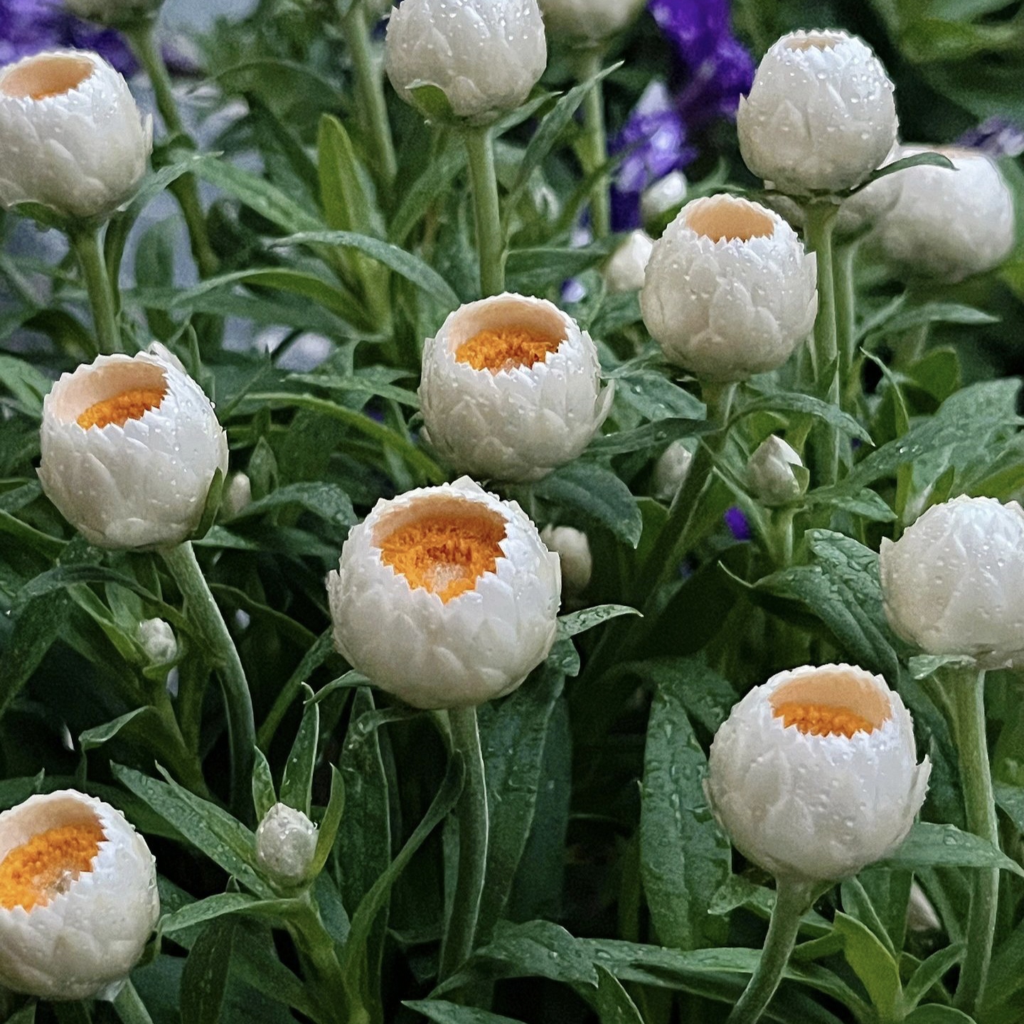 Strawflower Seeds Xerochrysum Bracteatum