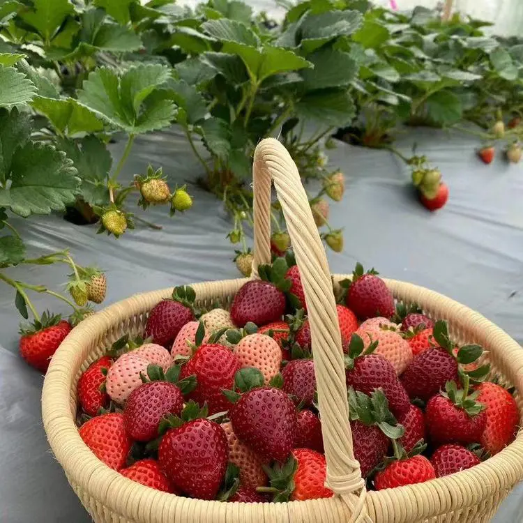 🥰New Variety✨🍓Black Pearl Strawberry Seeds