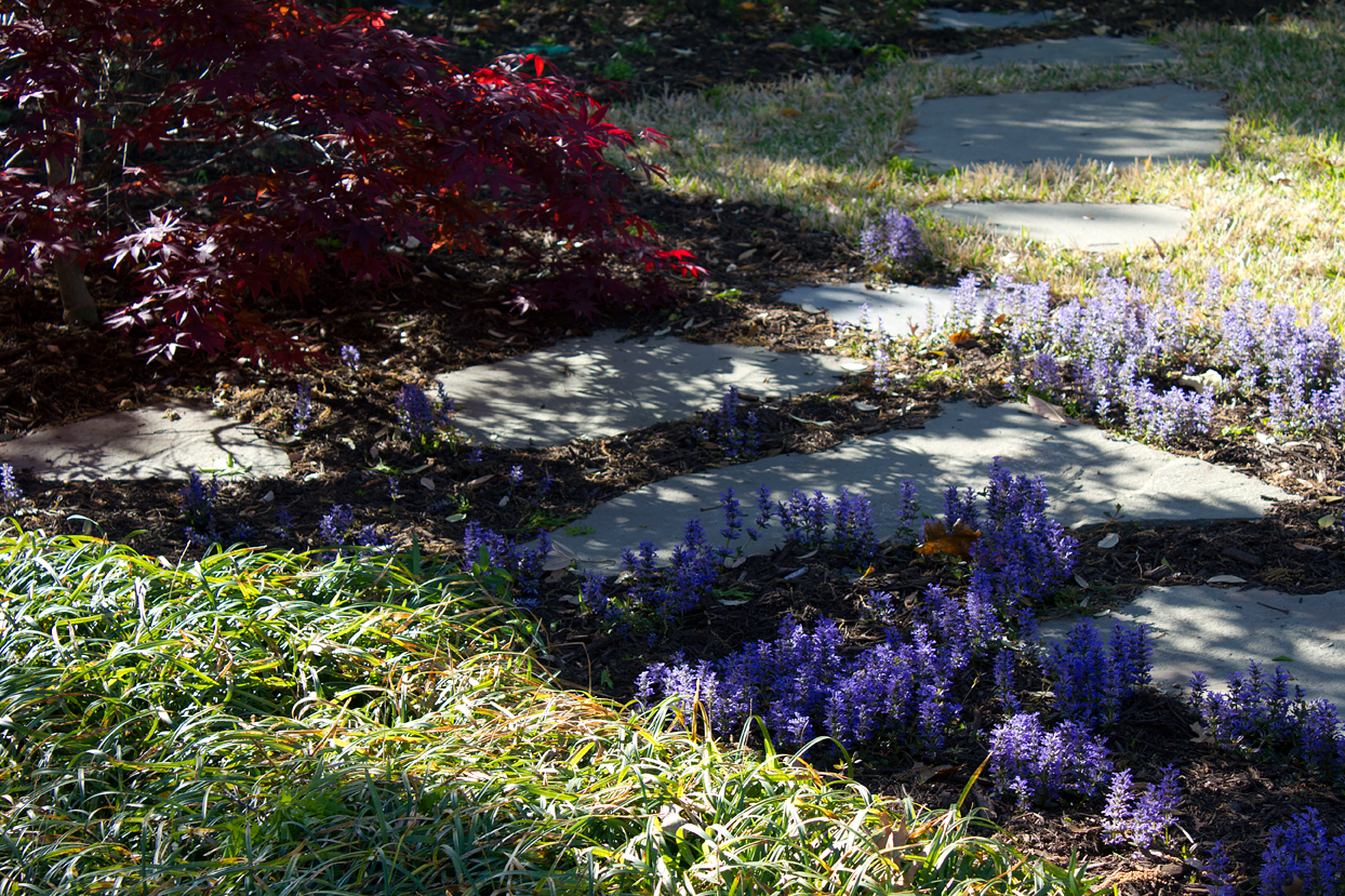 Ajuga reptans Archives | smallrooms&reg;