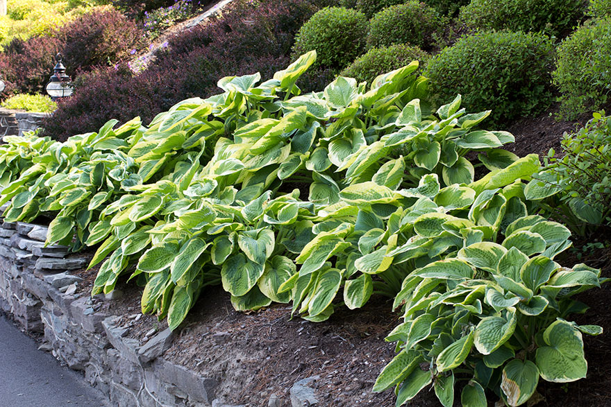 Hosta 'Francis Williams'