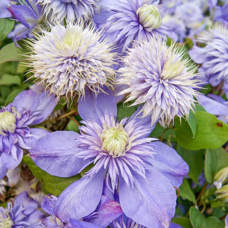 💐New for Spring 💫Taiga Clematis Seeds