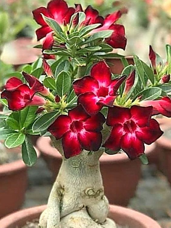 🌵 Desert Rose Seeds – Grow Your Own Exotic Beauty!