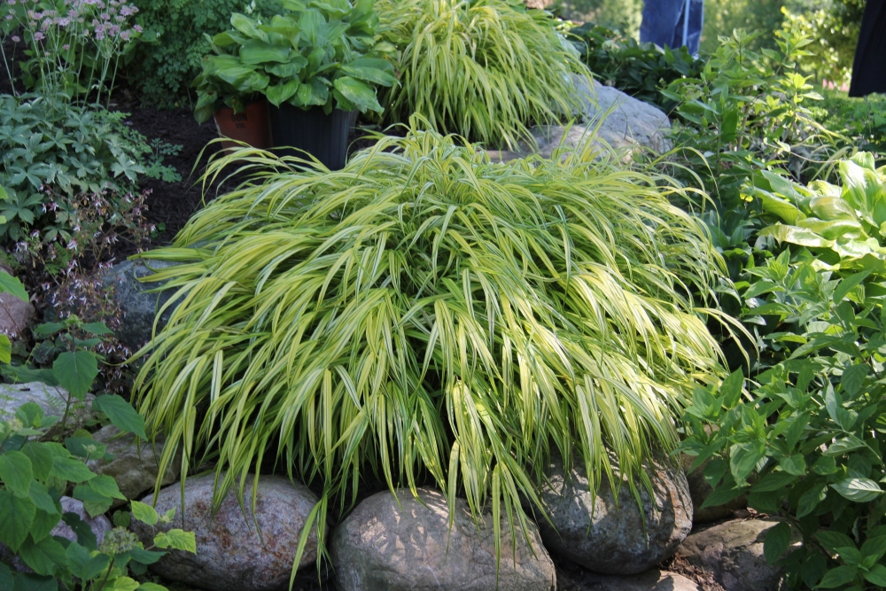 Buy Hakonechloa macra 'Aureola' Japanese Forest Grass