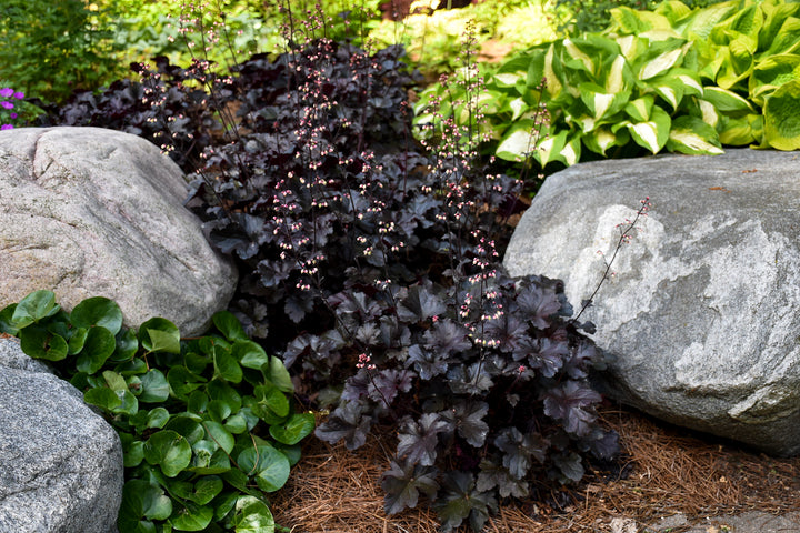 Perennial Plants|Heuchera - Primo 'Black Pearl' Coral Bells &ndash; Proven  Winners Direct&trade;
