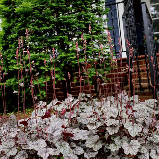 Buy Heuchera Silver Scrolls Online | Free Shipping Over $129