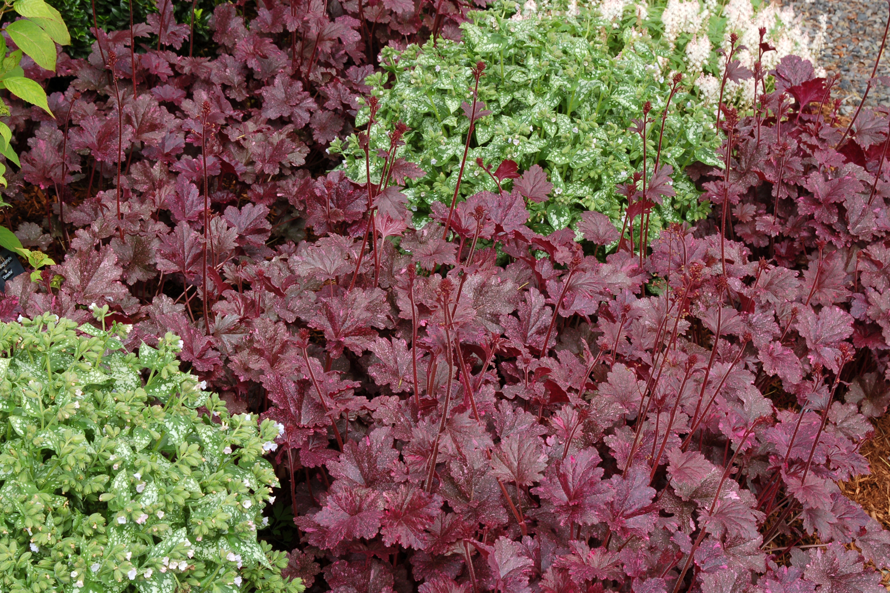 Heuchera 'Midnight Rose' | TERRA NOVA&reg; Nurseries, Inc.