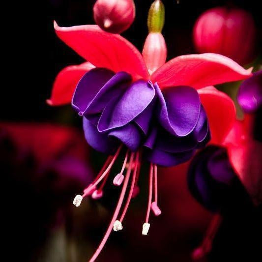 Fuchsia Flowers Seeds Lantern Flower, Bonsai Flower Seeds
