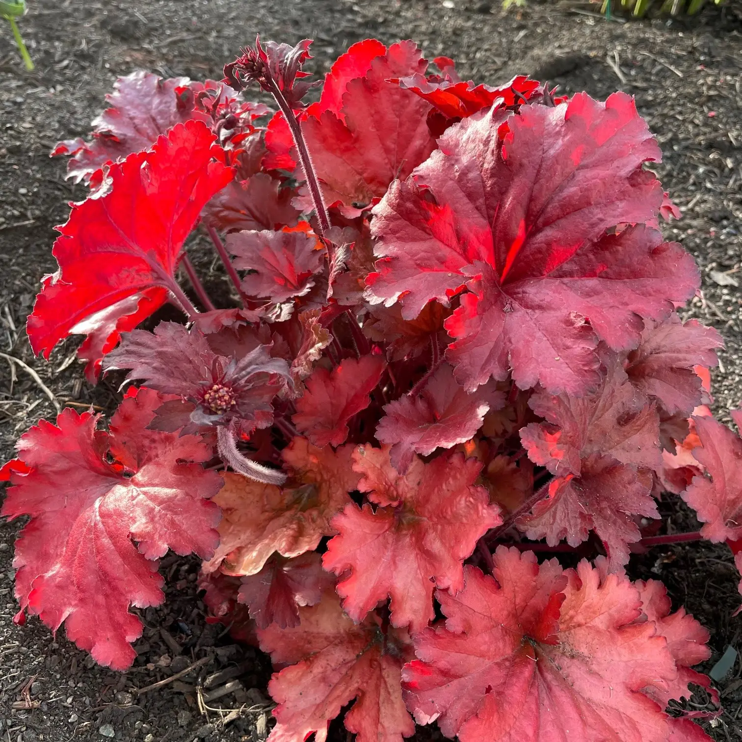 Heuchera 'Fire Alarm' - Coral Bells (4.5" Pot) | Little Prince To Go