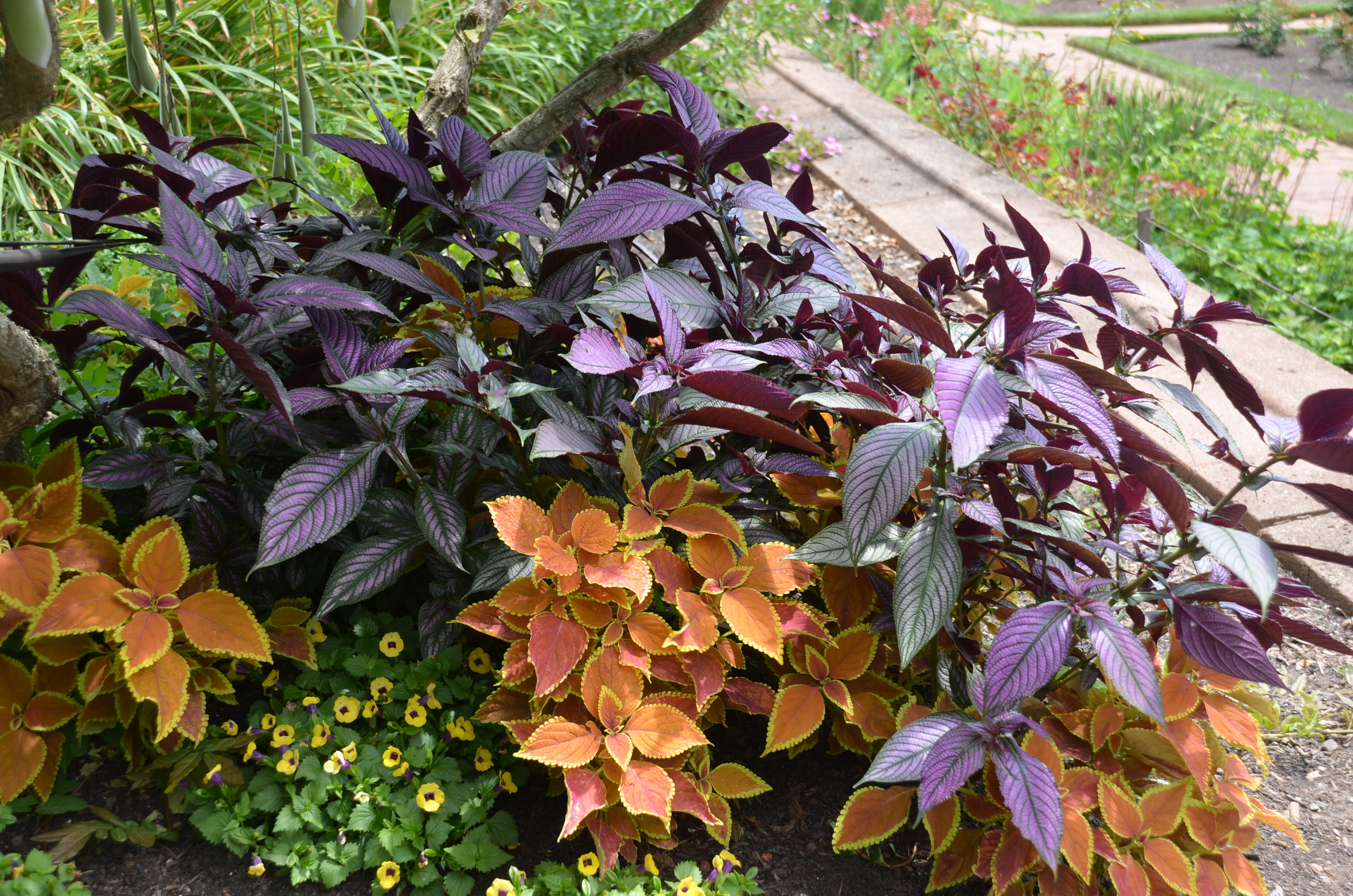 Persian Shield Offers Radiant Foliage Color | What Grows There :: Hugh  Conlon, Horticulturalist, Garden Advisor, and Photographer