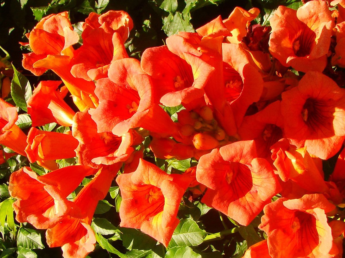 Campsis radicans - Red Trumpet Vine - Jurassicplants Nurseries
