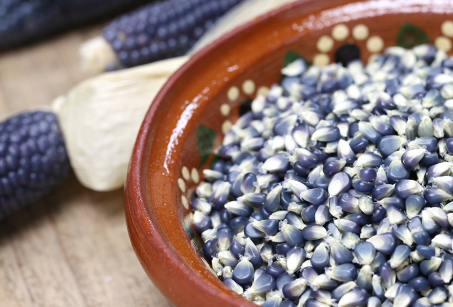 Ornamental Meal Corn, Blue Hopi Corn - A Native American Heirloom
