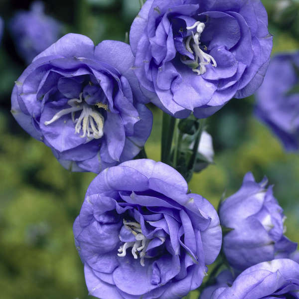 🔥Spring Hot💙Campanula persicifolia La Belle Seeds