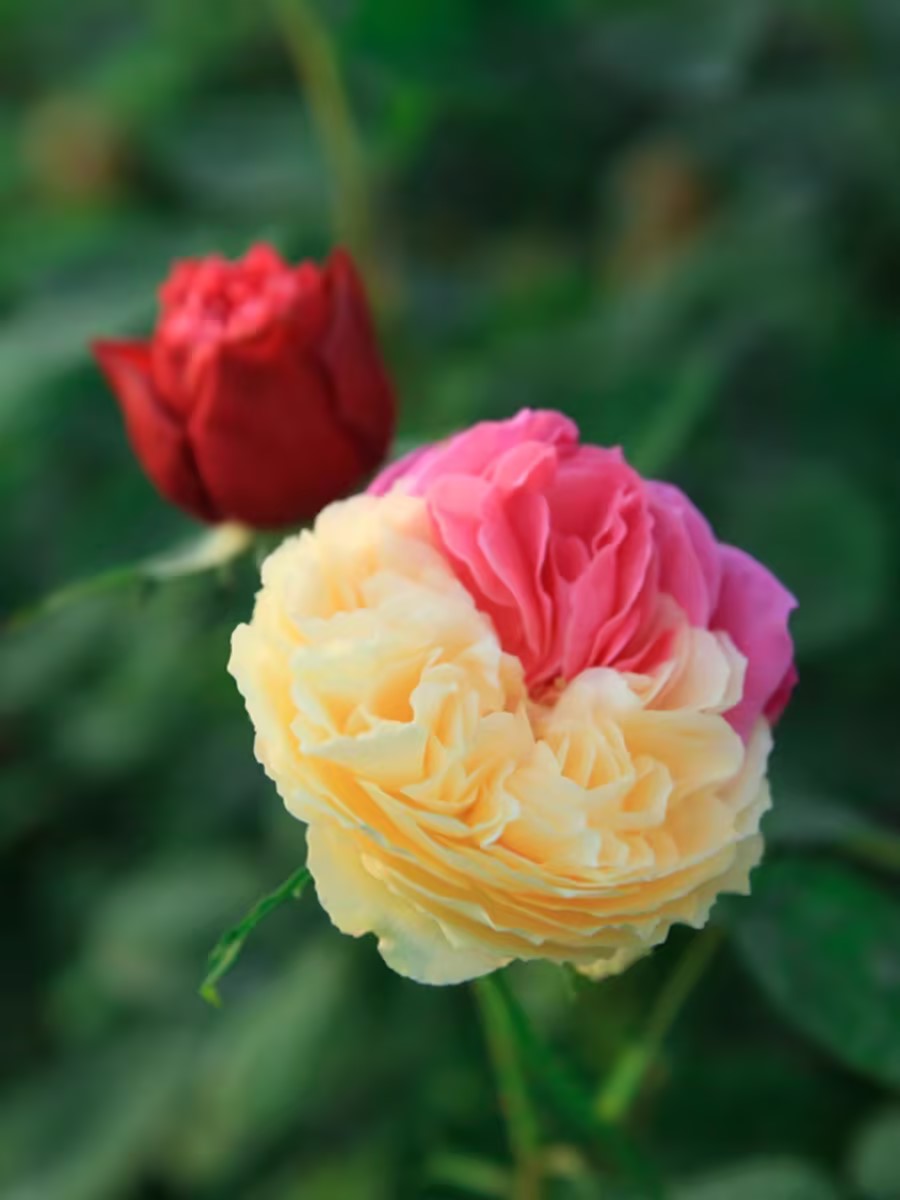 👸Princess's Skirt👗-Two-Color Rose Seeds🌹