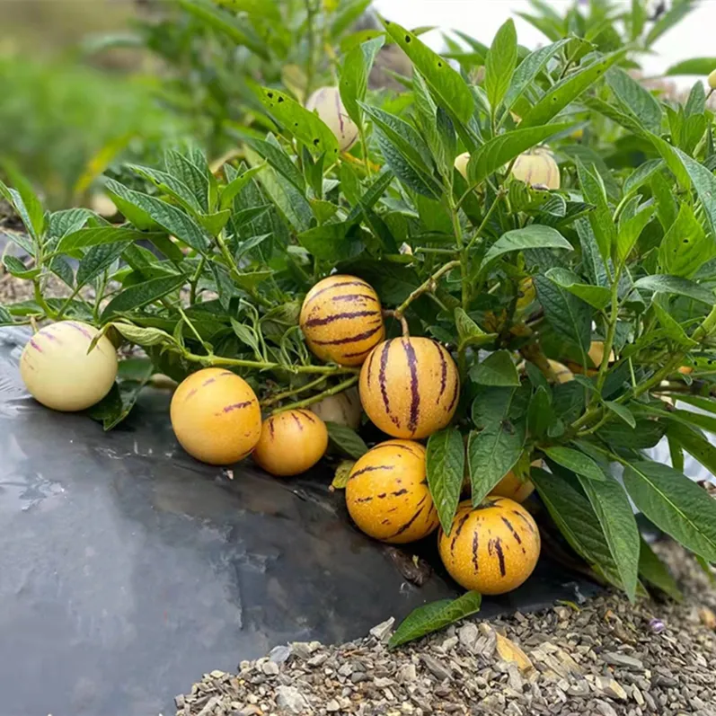✨The Fire Of Life-Ginseng Fruit Seeds🥭