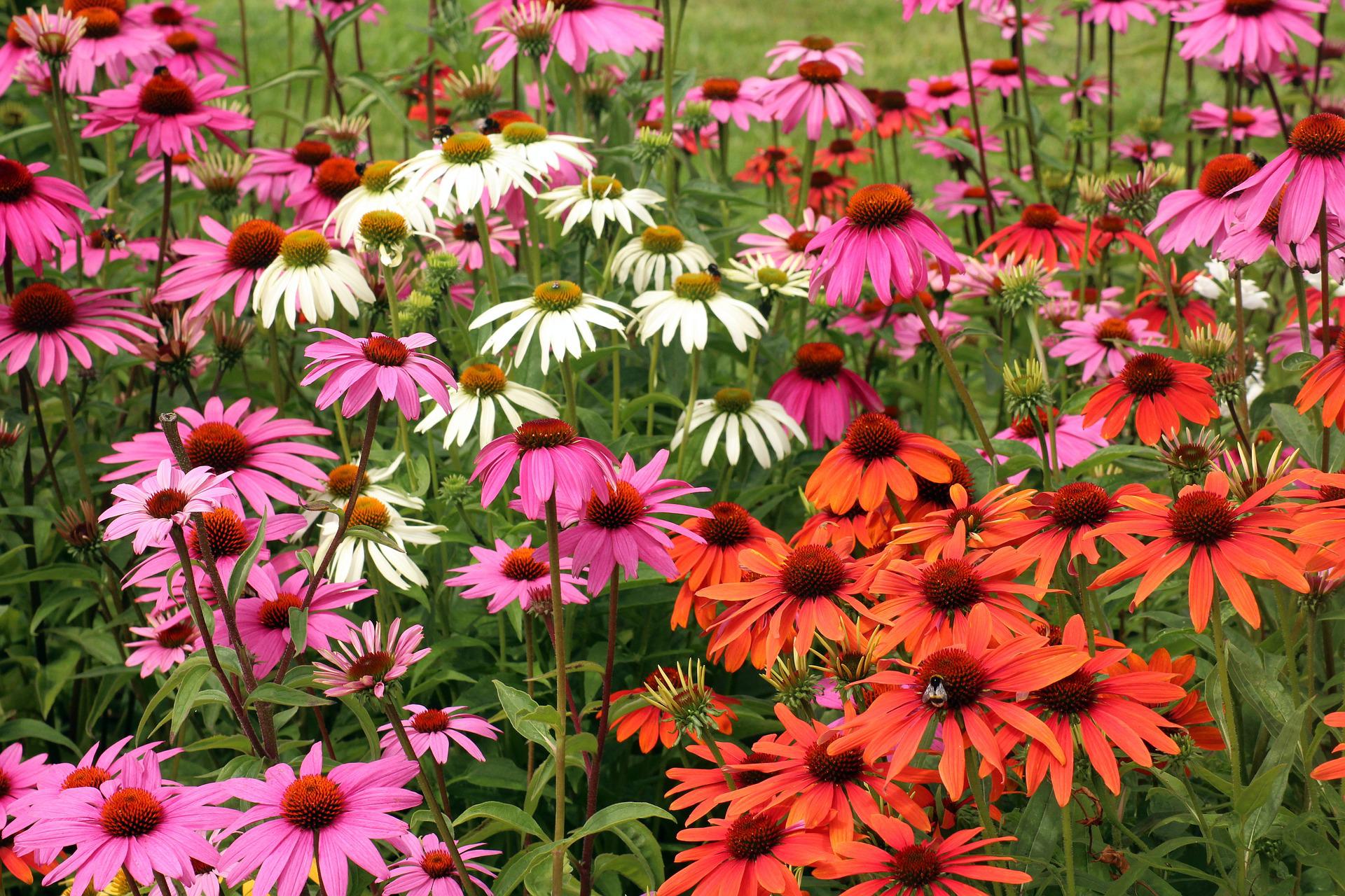 Echinacea Plants - Blooming Lucky