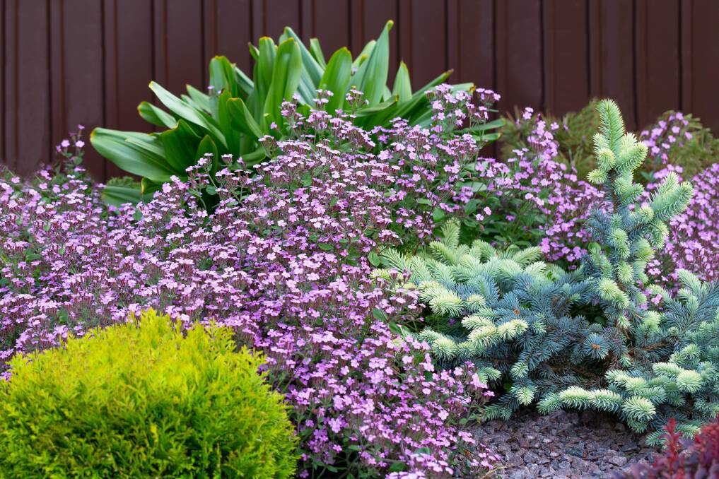 Choosing the right plants means less work in the garden | The Canberra  Times | Canberra, ACT