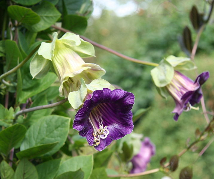 Cobaea scandens at Digging Dog Nursery