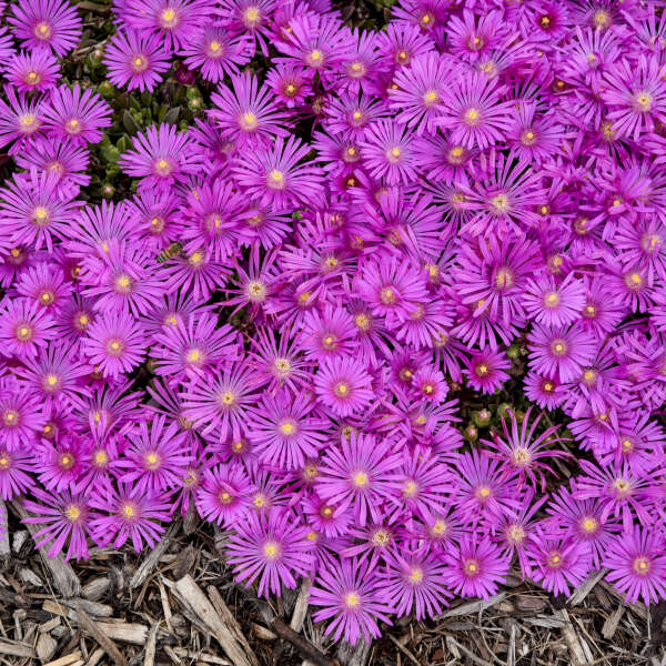 ✨ Premium Ice Plant Seeds – Fast-Growing & Heat-Resistant