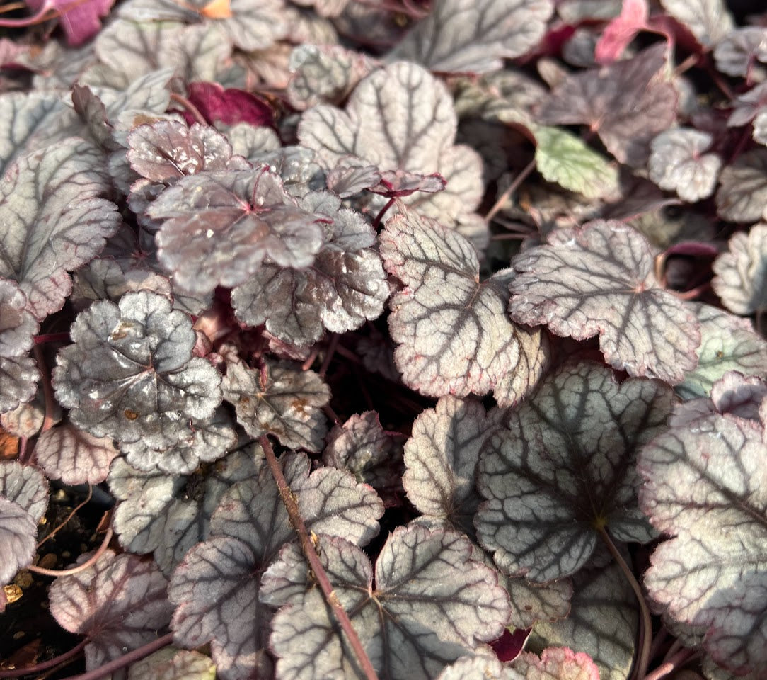 Heuchera 'Silver Scrolls' Plants