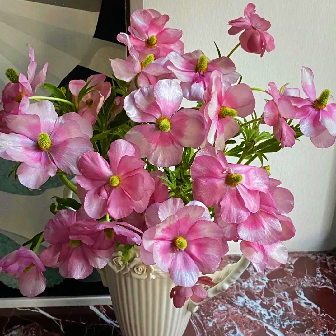 🦋Powdery Purple Butterfly Ranunculus