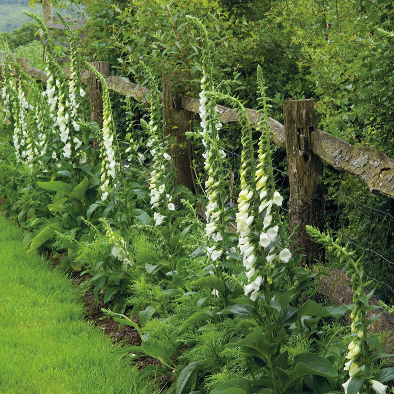 📣 Limited Supply 🌱 Stunning Foxglove Seeds