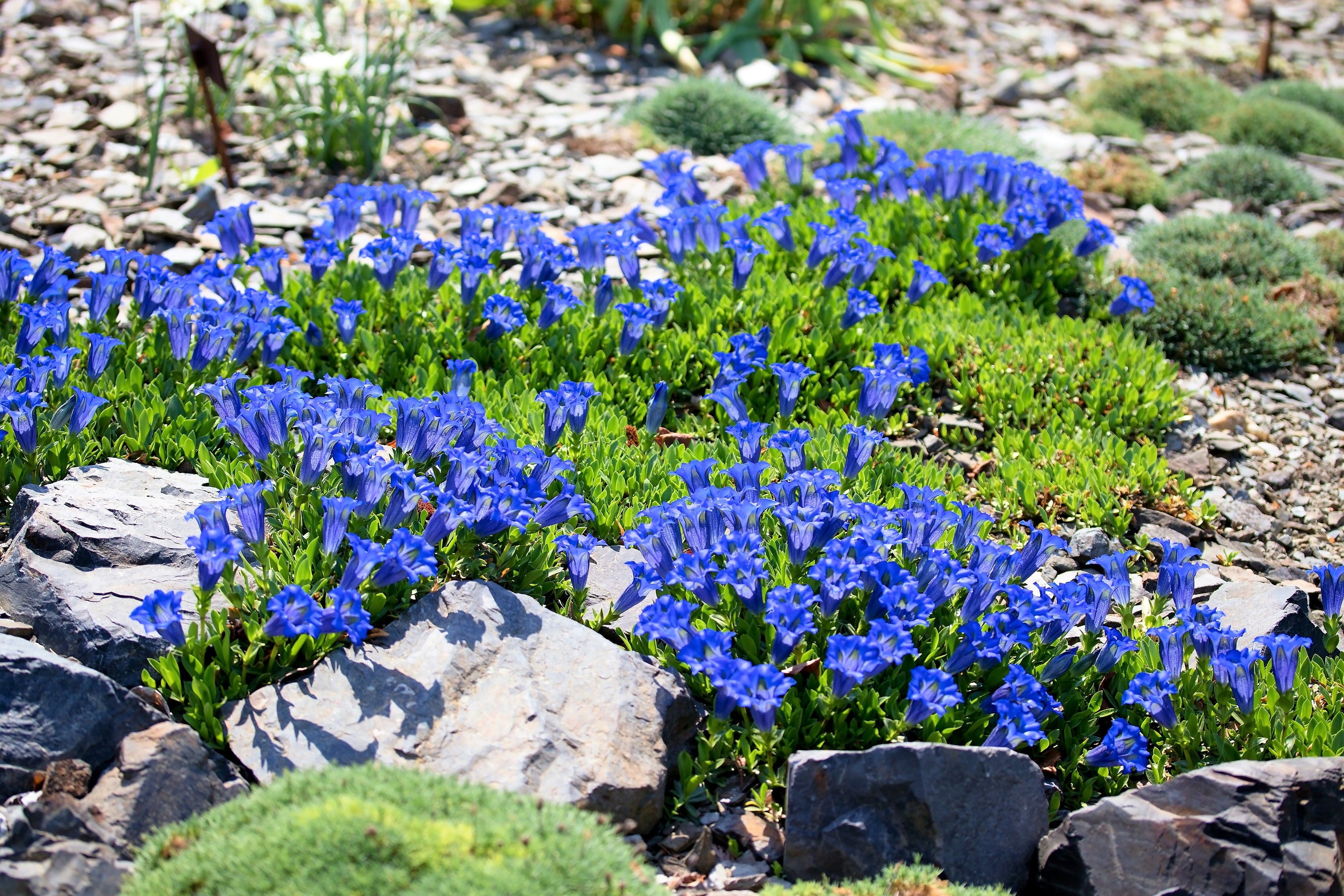 15 Bleu STEMLESS GENTIAN Gentiana Acaulis Kochiana Maroc | Ubuy