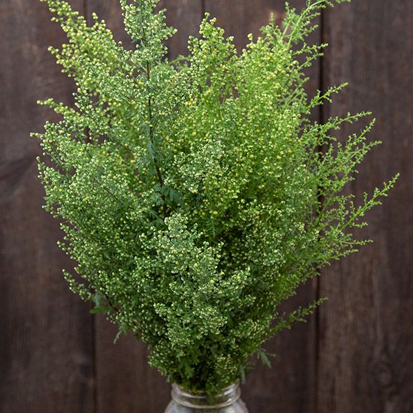 🌿 Sweet Annie Artemisia Seeds – Organic Elegance for Your Garden