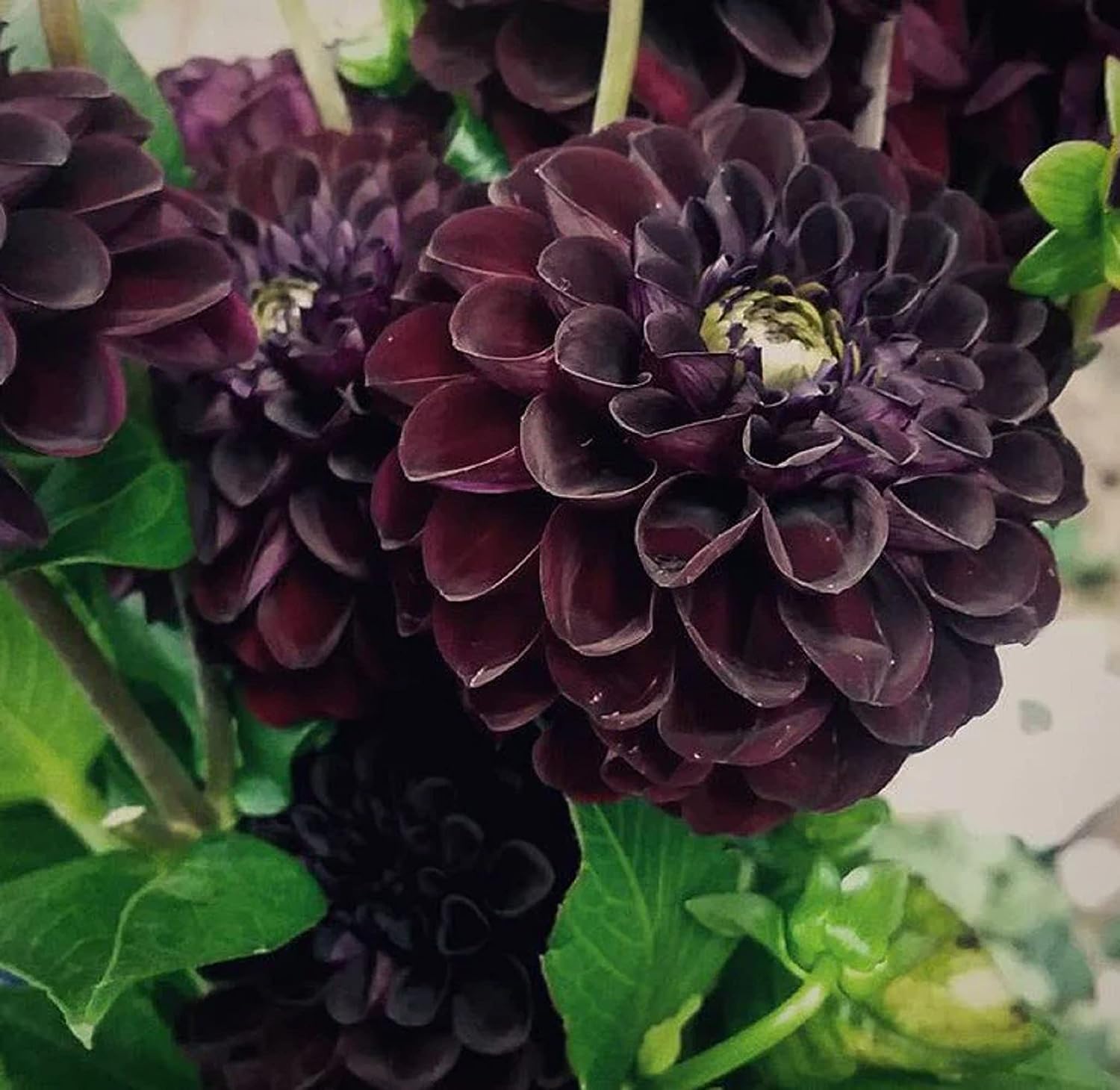 Black Dahlia Flower Seeds