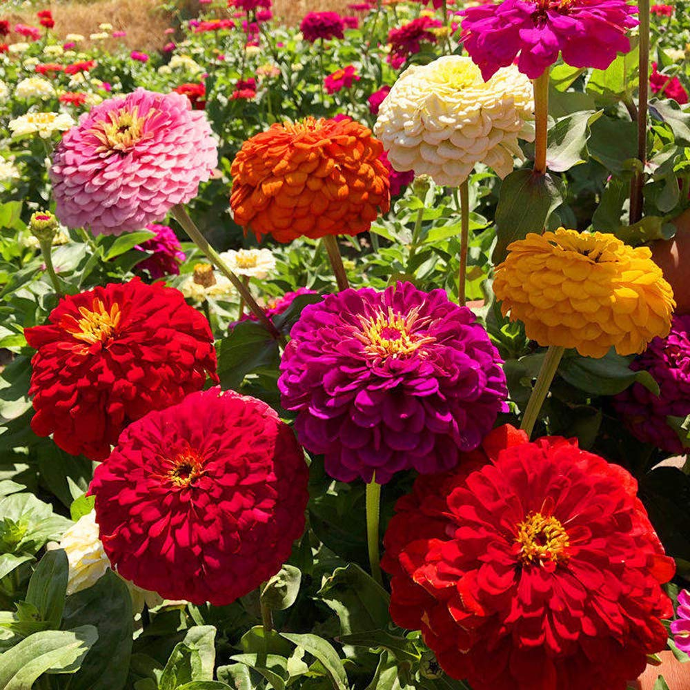 🌸 Vibrant Double Zinnia Seeds – Bold Blooms, Easy Growth!
