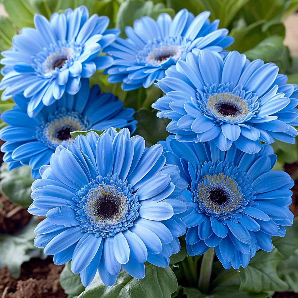 🌸Gerbera Mix Seeds – Grow a Stunning Floral Display!