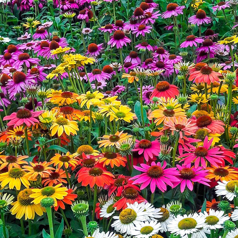 🐝 Mix Echinacea Seeds – Beautiful, Hardy & Pollinator-Friendly