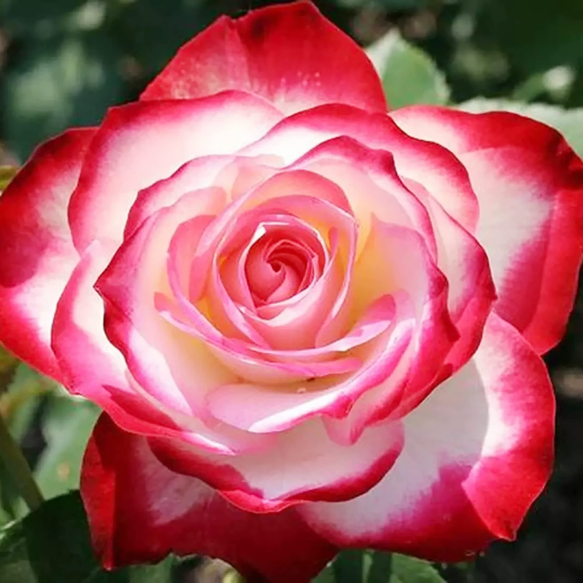 🔥54% OFF🍒🌹Cherry Parfait Rose Seeds