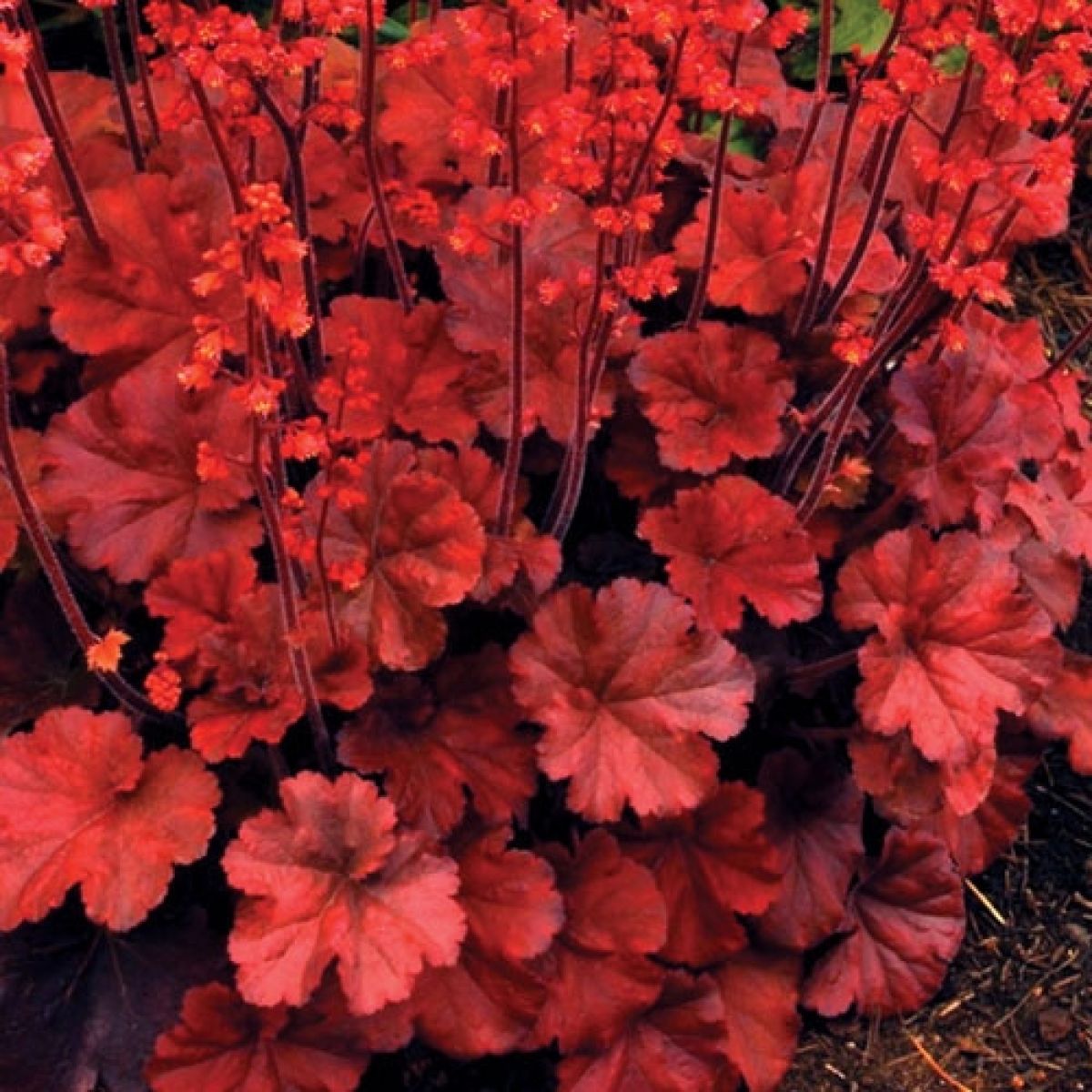 Heuchera Cherry Cola