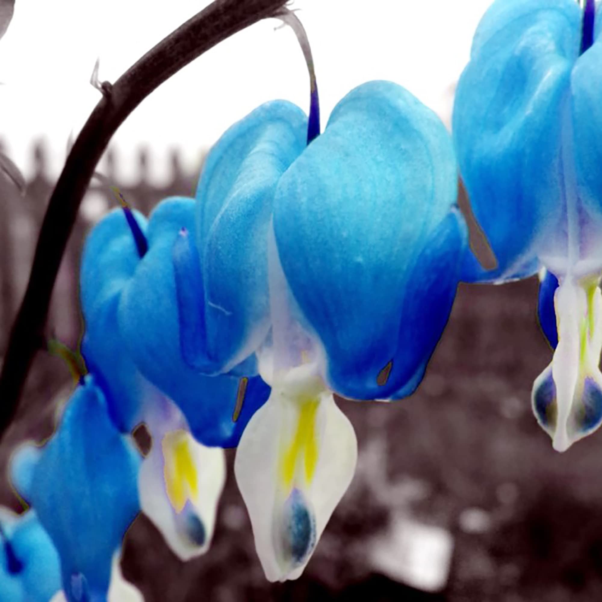 ❤️✨Bleeding Heart -- Dicentra Seeds