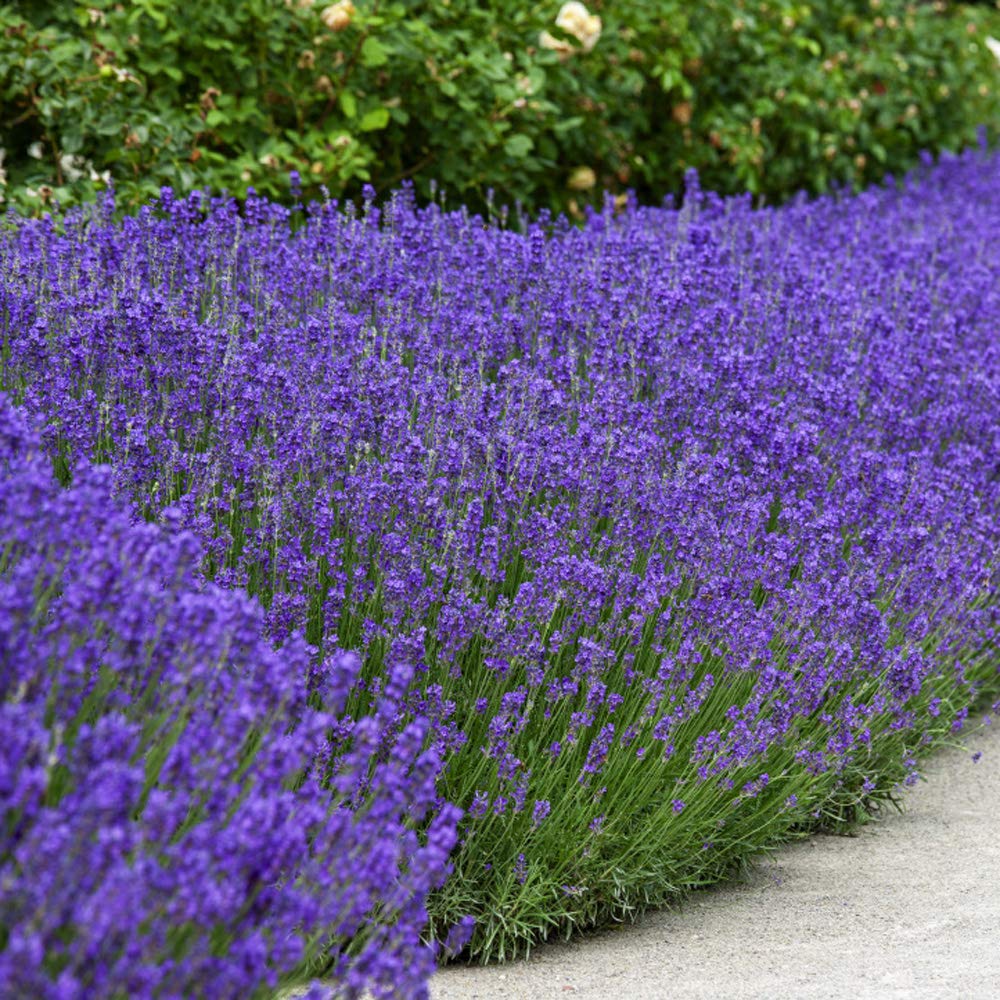 Amazon.com : Outsidepride 5000 Seeds Perennial True Lavender English Herb  Garden Seed for Planting : Flowering Plants : Patio, Lawn & Garden