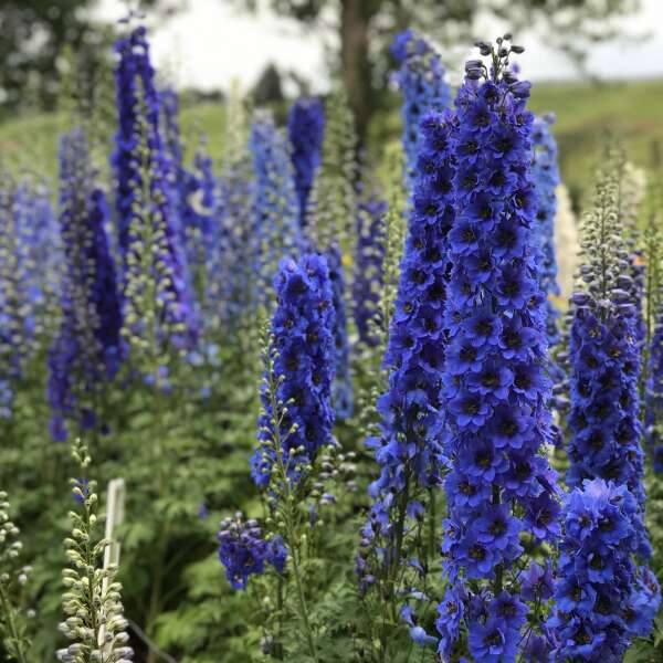 💙Blue Buccaneers Delphinium Seeds