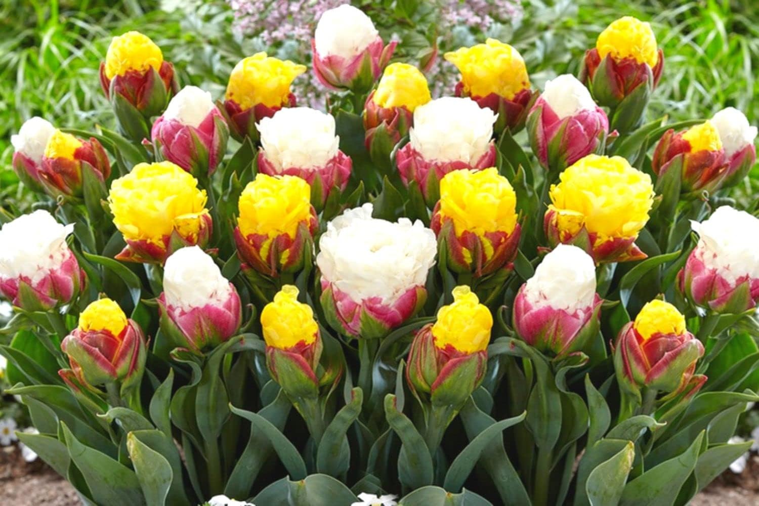 25 Large Mix Tulip Bulbs - Perfect for Fall Planting Kuwait | Ubuy