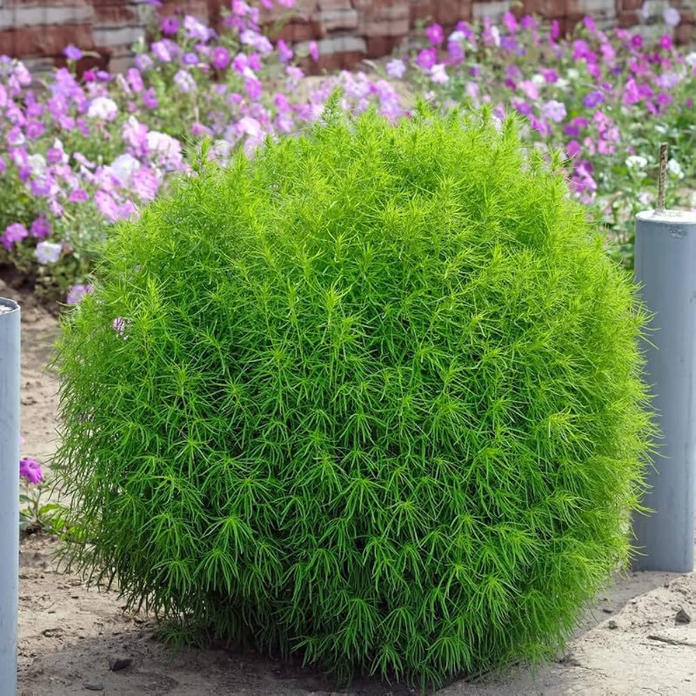 🌳Bassia Scoparia - Fluffy Marshmallows