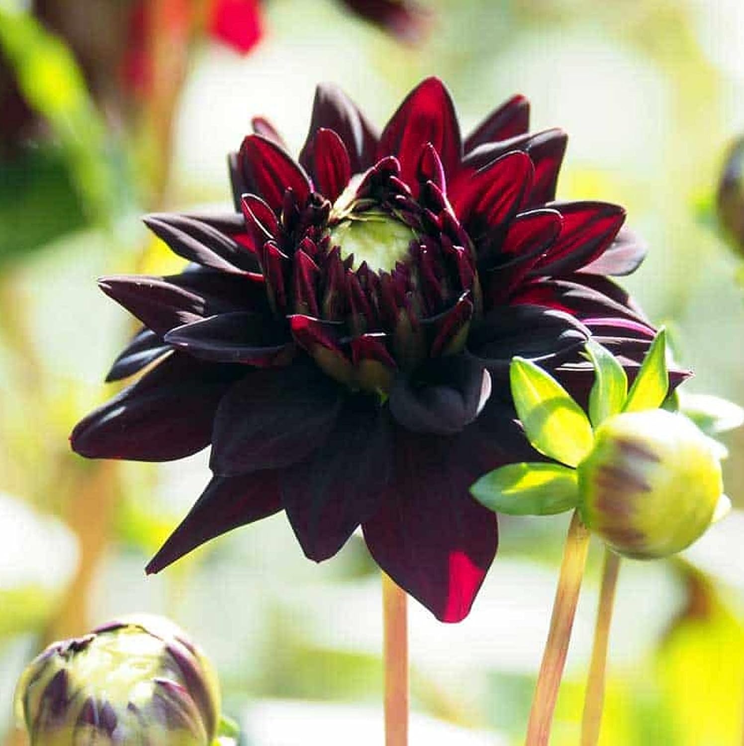 Black Dahlia Flower Seeds
