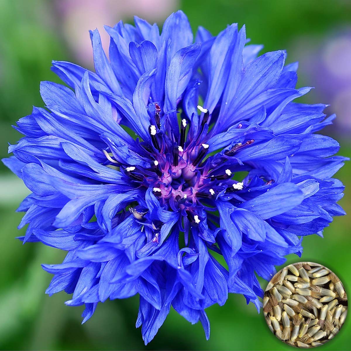 🔥50% Off💙✨Blue Cornflower Seeds