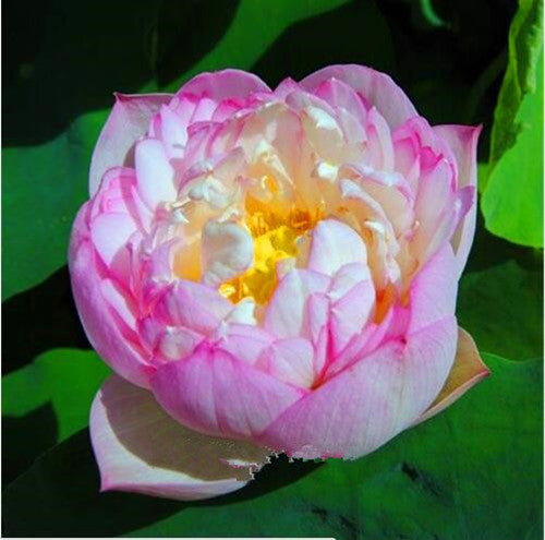 Blue Lotus Seeds, Blue Water Lily, 20pcs/pack