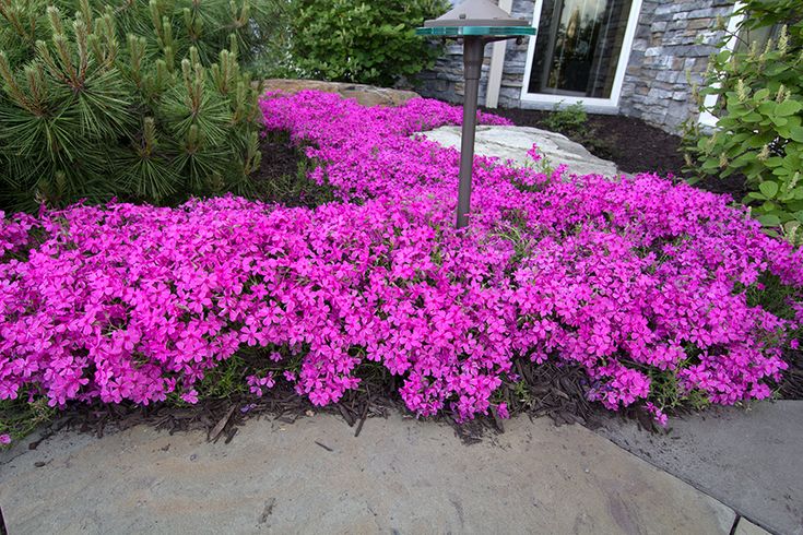 Creeping Phlox 'Home Fire's' | Purple flowers garden, Ground cover plants, Creeping  phlox